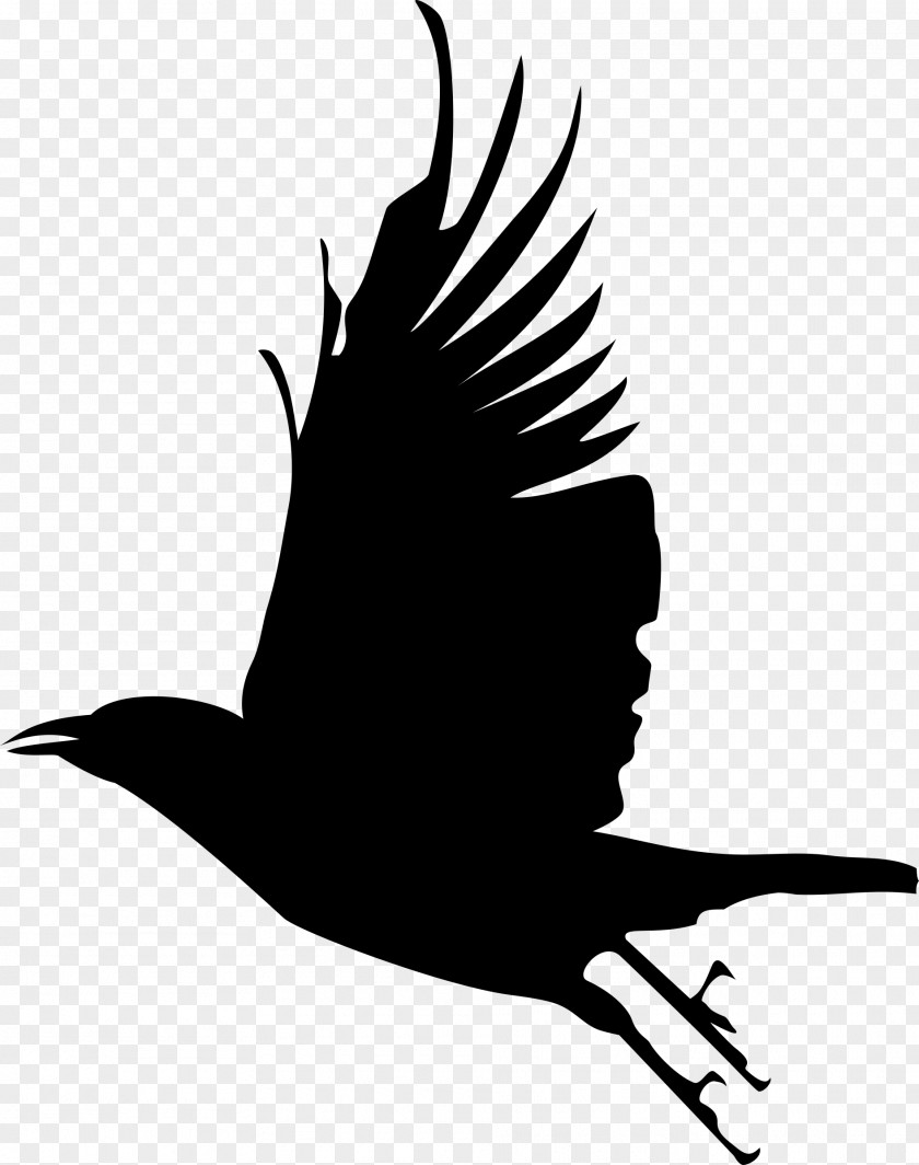 Bird Clip Art Silhouette Crow Image PNG