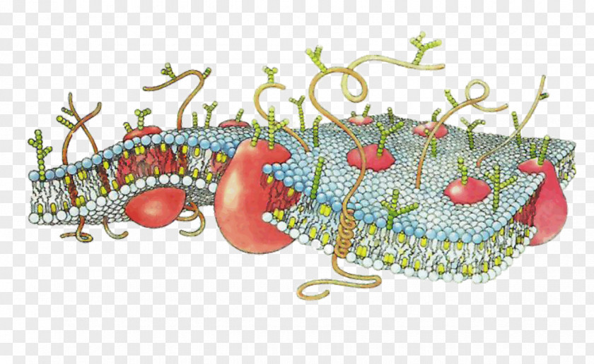 Drawing Illustration Cell Membrane Biological Surface Receptor Lipid Bilayer PNG