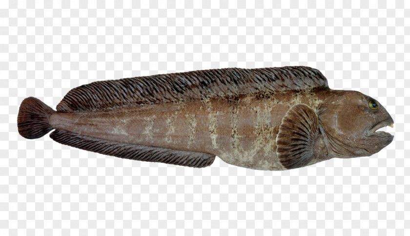 Fish Atlantic Wolffish Norway Herring Mackerel PNG