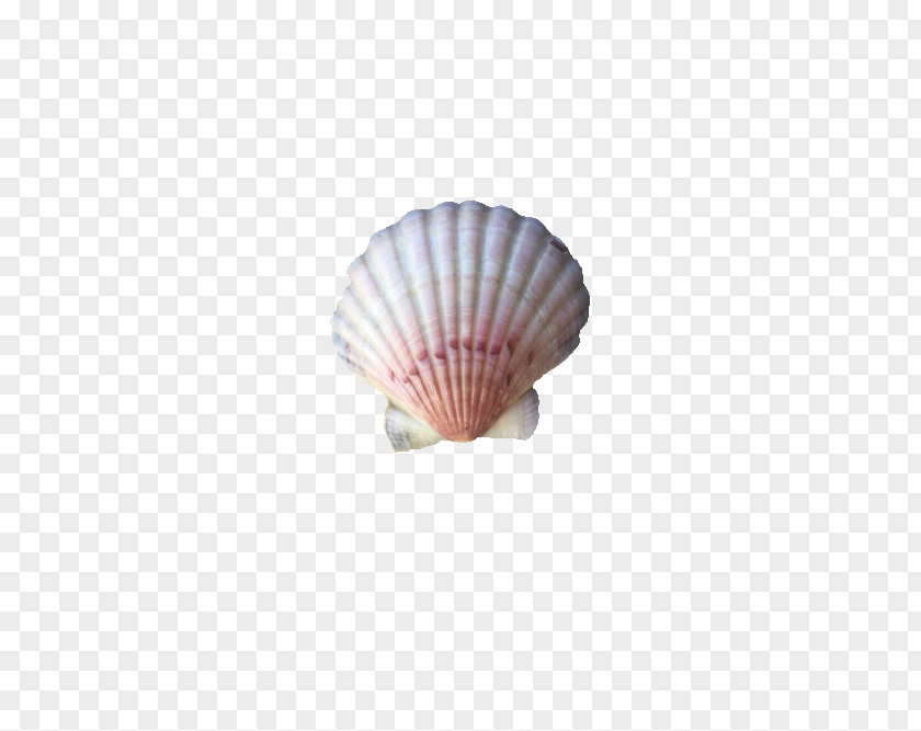Seashell Conchology Shell Beach Clam PNG