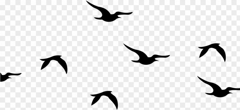 Beak Blackandwhite Bird Silhouette PNG