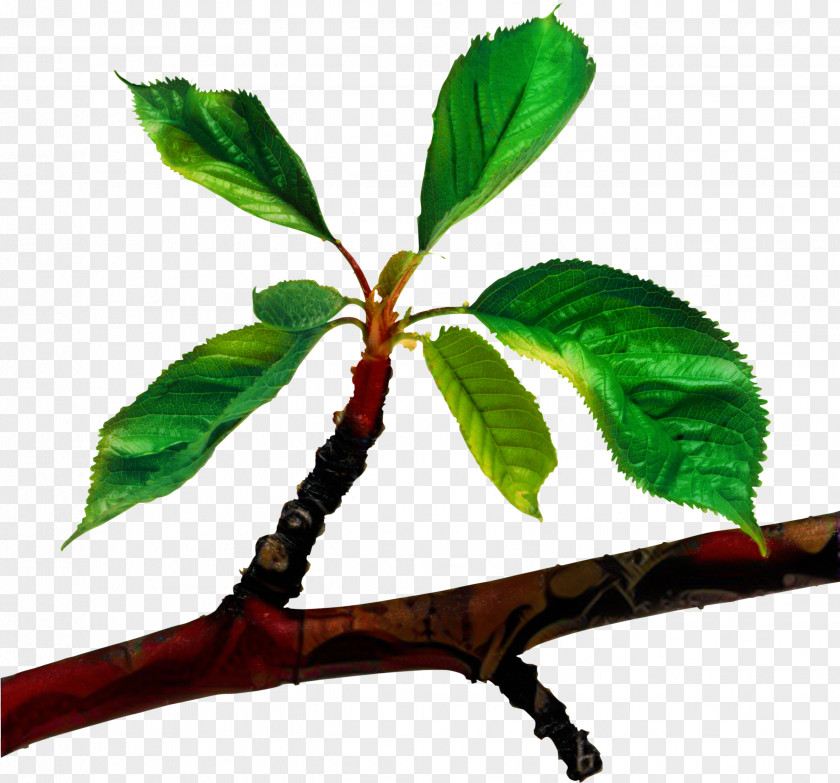 Branch Tree Clip Art Leaf PNG