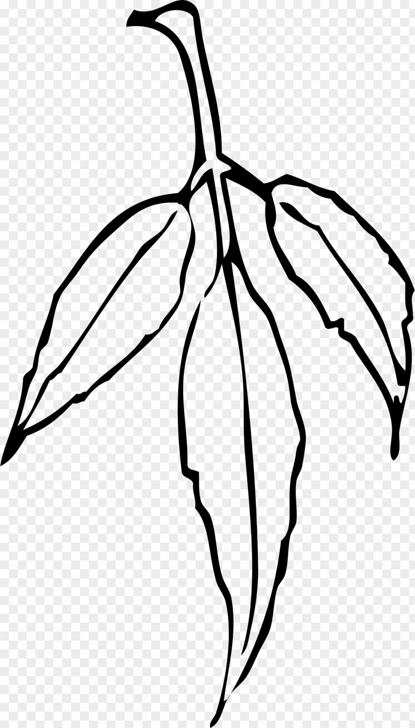 Eucalyptus Leaves Leaf Clip Art PNG