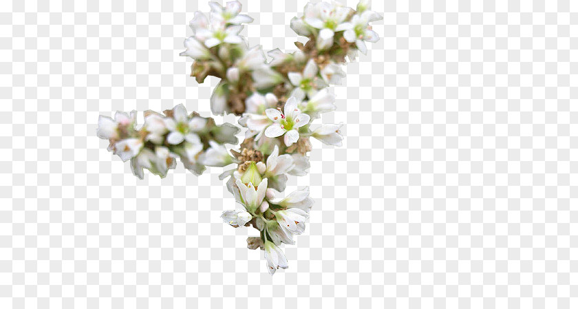 Flower Buckwheat Blossom Tea Honey PNG