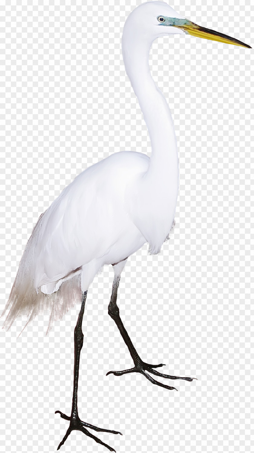 Lovely White Swan Great Egret Bird Crane Cygnini Flamingos PNG