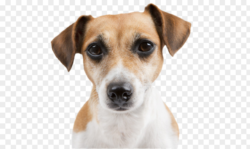 Puppy Dog Breed Russell Terrier Chow Cat PNG