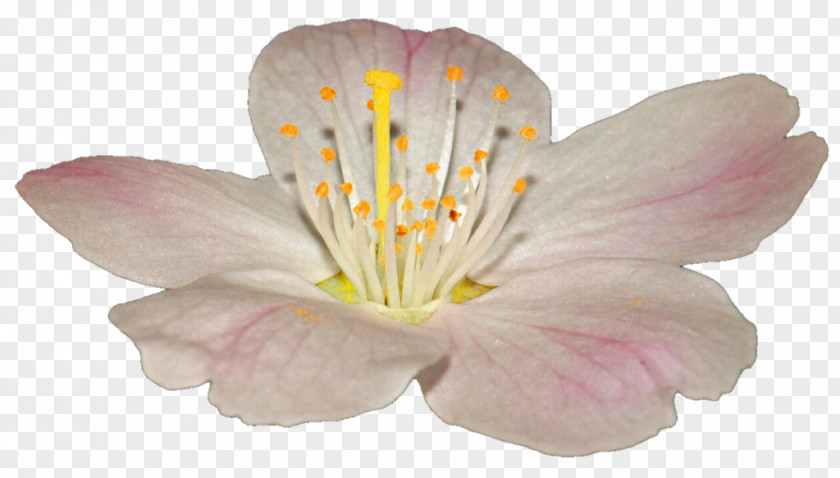 Apple Flower Lily Of The Incas PNG