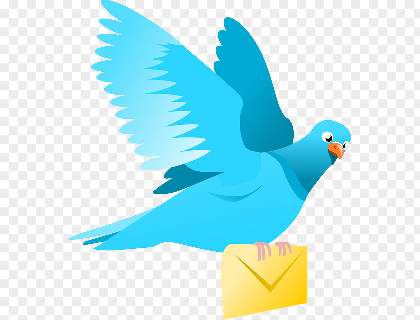Bird Homing Pigeon Columbidae Post Clip Art PNG