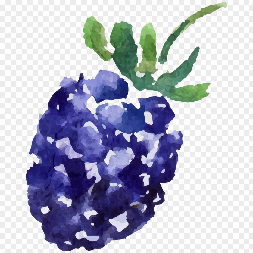 Blue Fruit Mulberry Image PNG