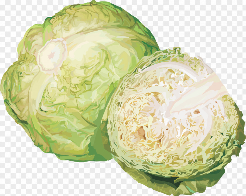 Cabbage Image Vegetable Cauliflower Kohlrabi Clip Art PNG