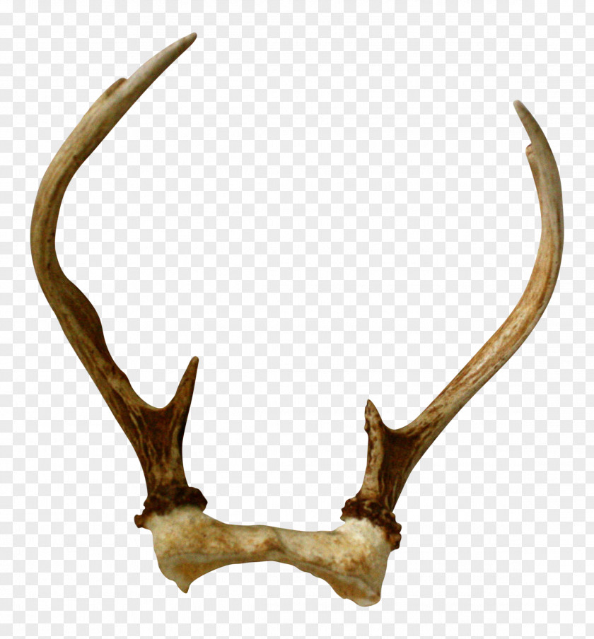 Deer Antler Horn Skull Interior Design Services PNG
