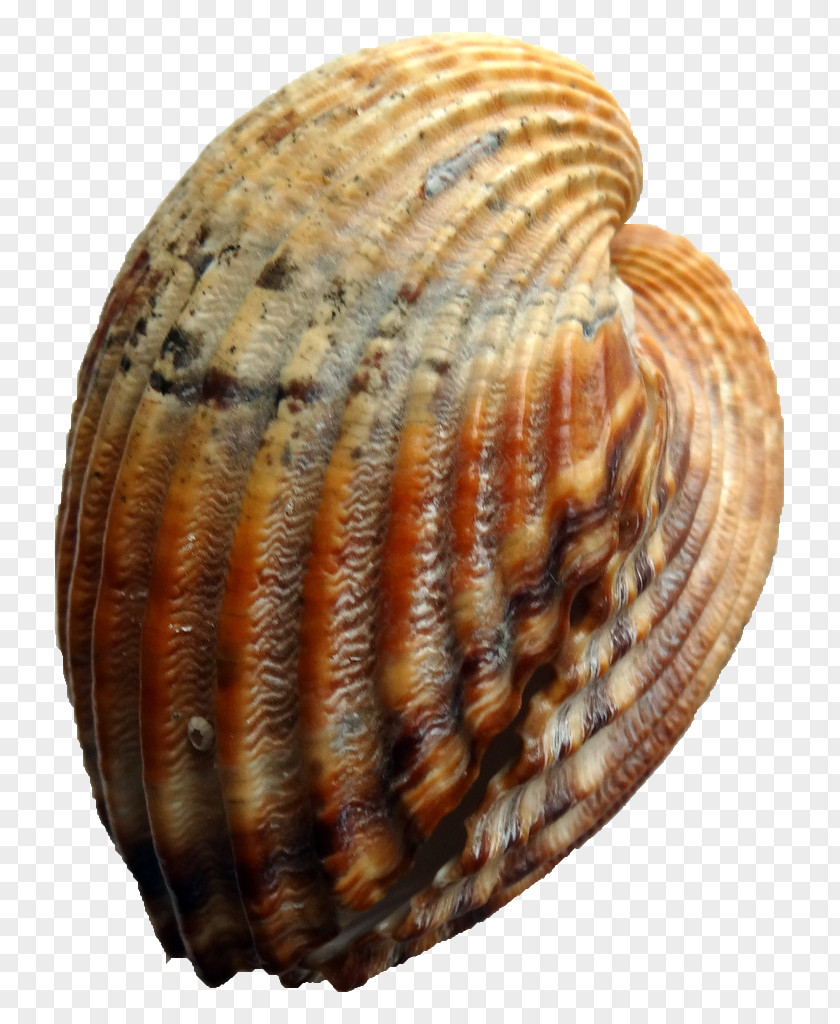 Seashell Cockle Conchology Clam Veneroida PNG