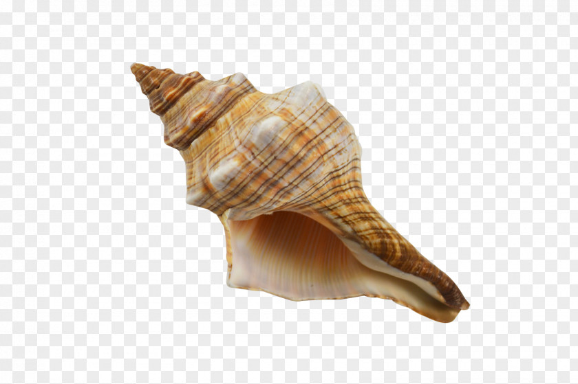 Seashell Gastropods Cockle Snail Conchology PNG