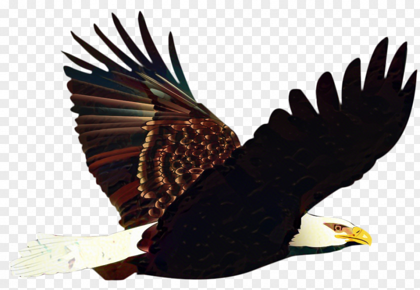 Tail Falcon Bird Drawing PNG