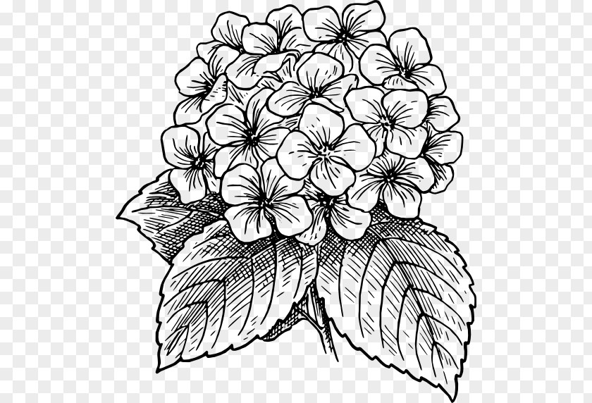 Color Sangge Flower French Hydrangea Drawing Serrata Clip Art PNG