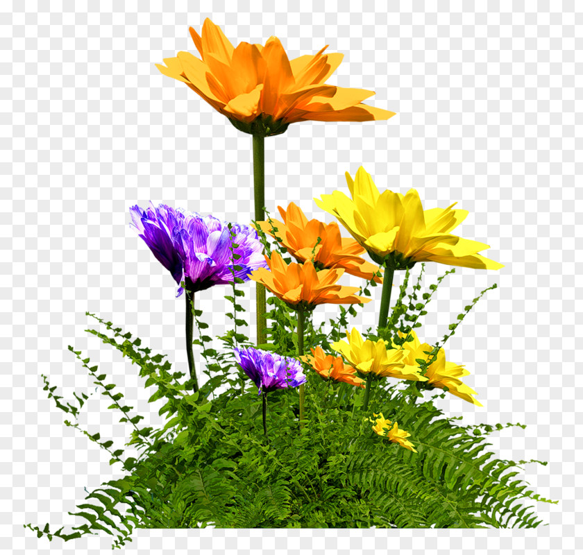 Flower Floral Design Les Jours Heureux Clip Art PNG