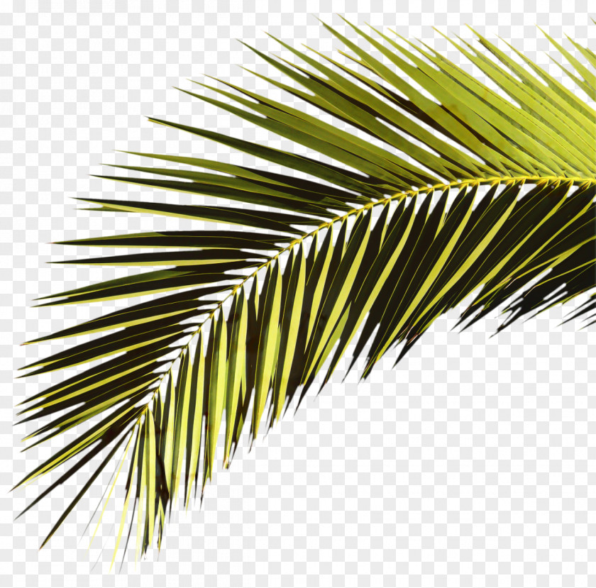 Attalea Speciosa Yellow Fir Coconut Tree Cartoon PNG