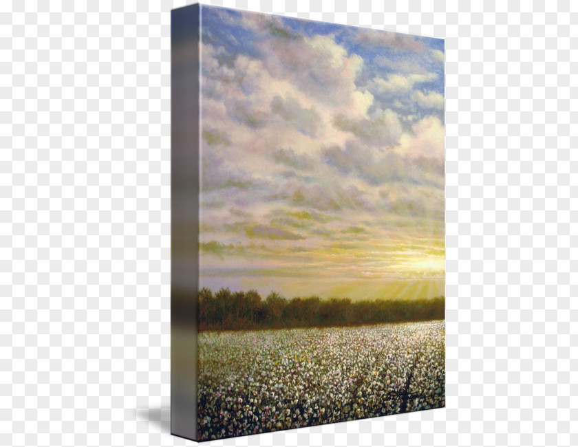 Cotton Field Mississippi Delta Painting Energy Picture Frames PNG