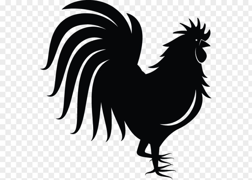 Poultry Fowl Bird PNG