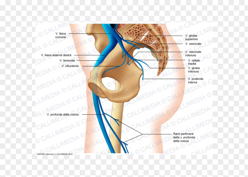 Superior Gluteal Artery Vein Inferior Thigh Muscles PNG gluteal artery muscles, others clipart PNG