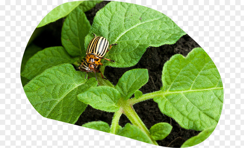 Beetle Potato Varieties Colorado Plant PNG