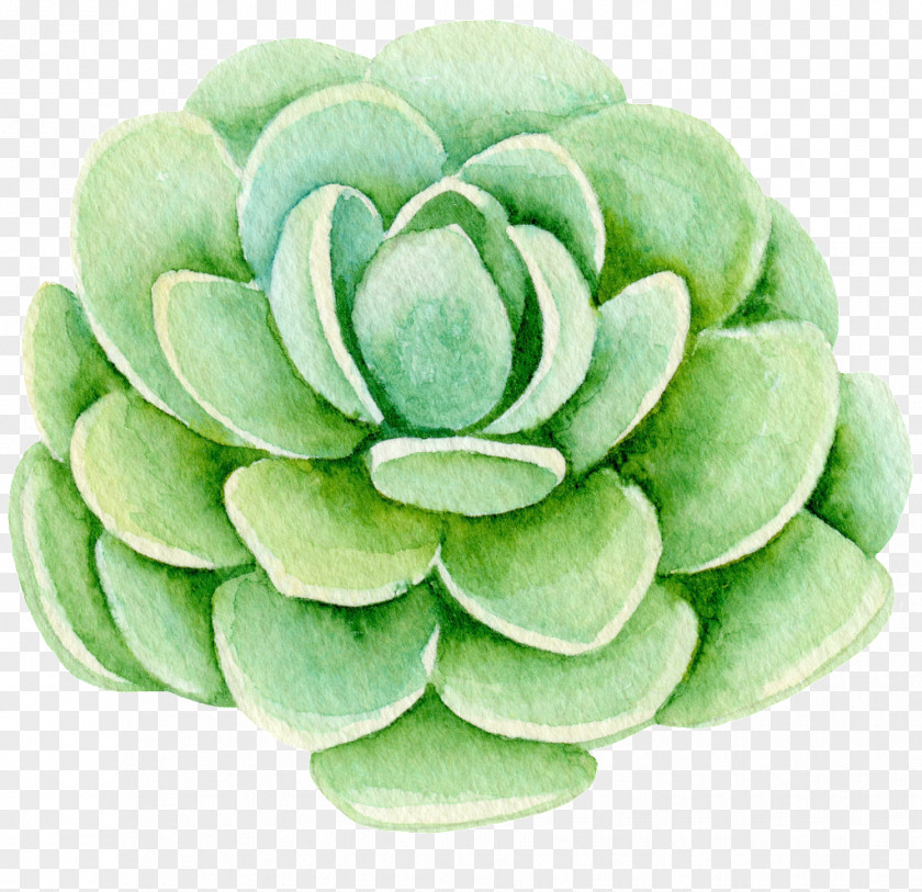 Flower Succulent Plant Clip Art PNG