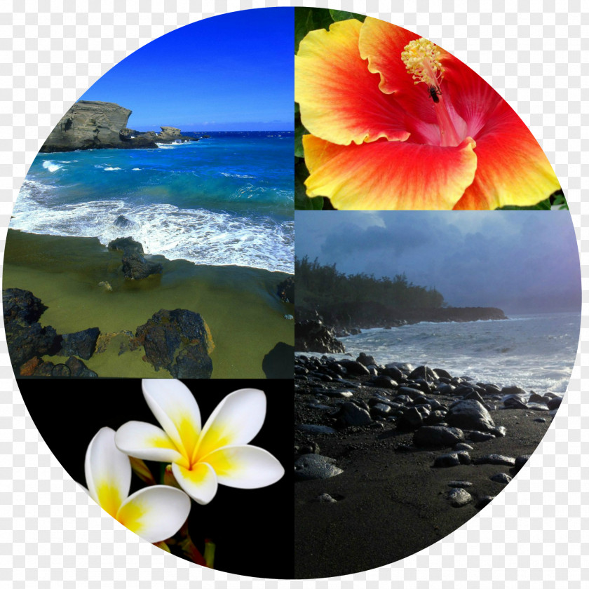 Hawaiian Islands León Flora Spring Framework Feeling PNG