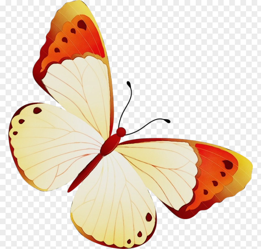 Pieridae Brushfooted Butterfly Orange PNG