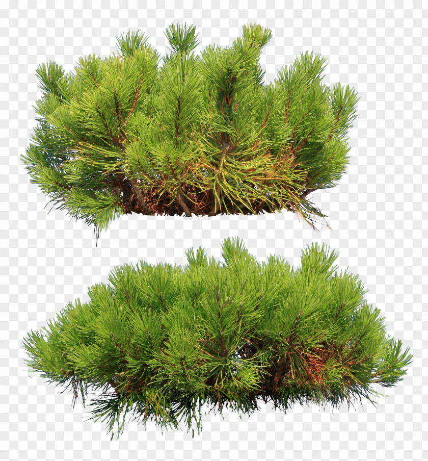Pine Spruce Fir Conifers New Year Tree PNG