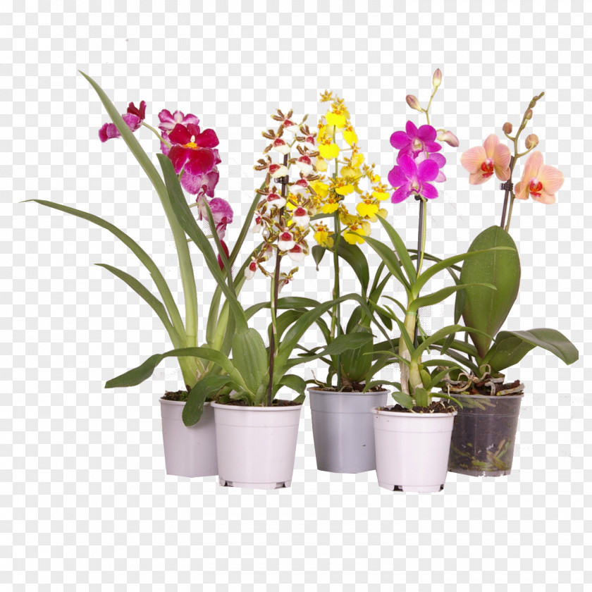 Plant Moth Orchids Houseplant Dendrobium Cattleya PNG