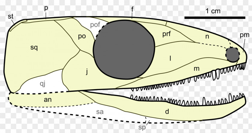 Skull Mammal Hylonomus Carboniferous Chordate Paleothyris PNG