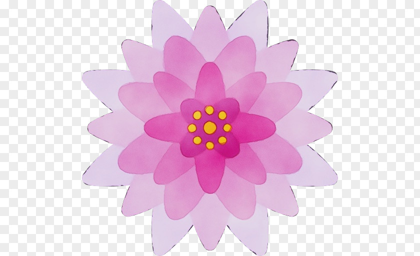 Wildflower Dahlia Pink Petal Flower Violet Purple PNG