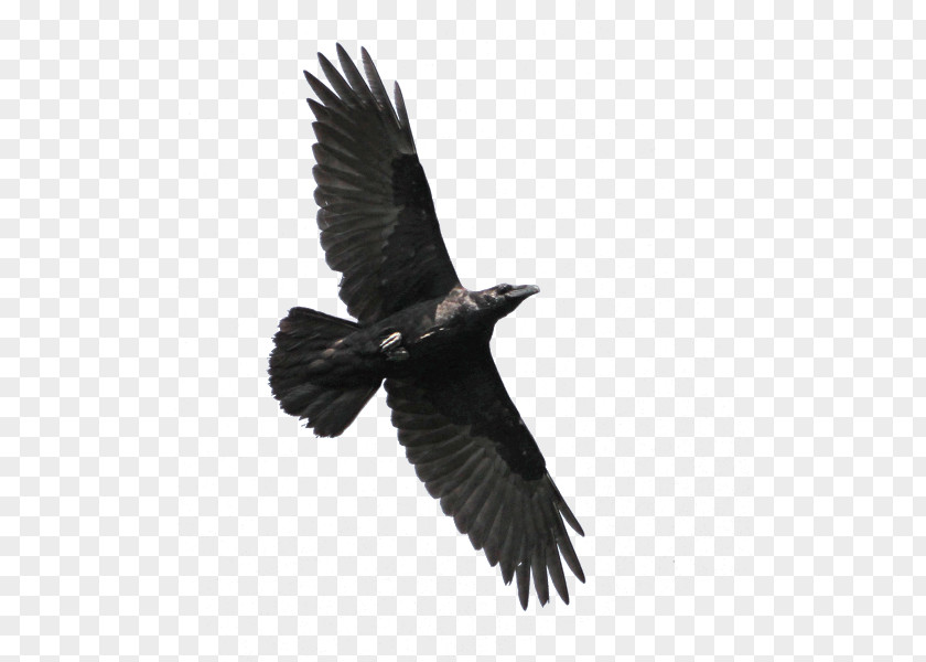 Bird American Crow Eastern Imperial Eagle White-tailed PNG