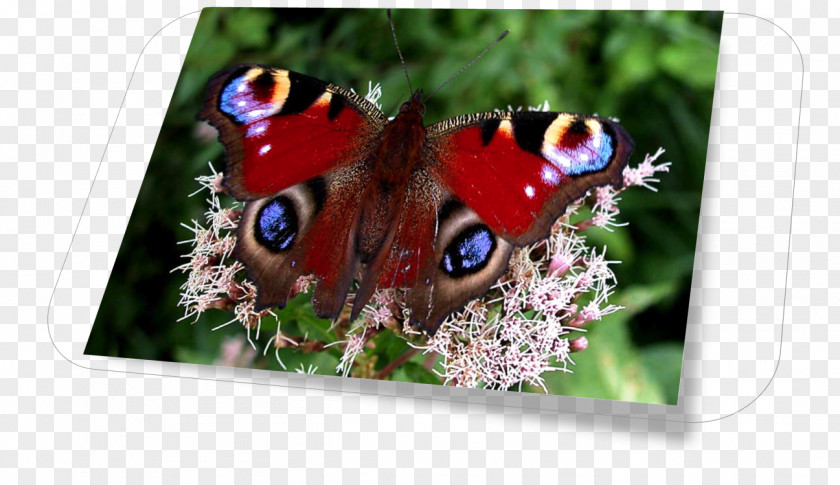 Butterfly Brush-footed Butterflies Inachis Io PNG