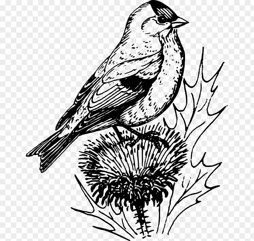 Finches Clip Art PNG