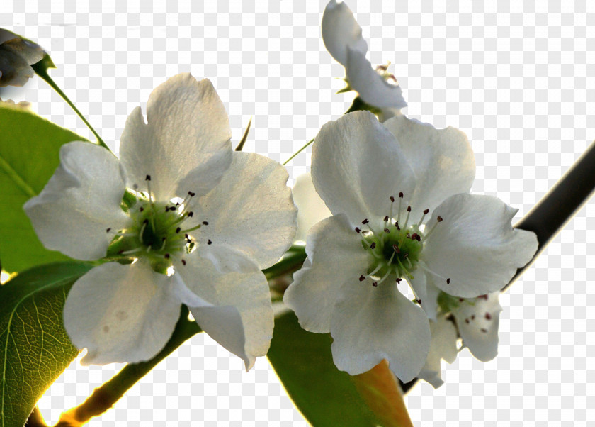 Fresh Pear Tree Flowers Asian Blossom Flower PNG