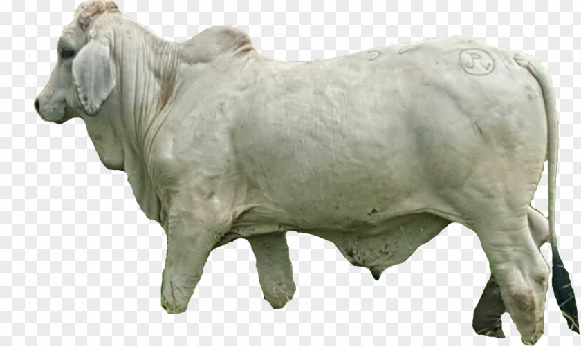 Meat Calf Livestock Ox PNG