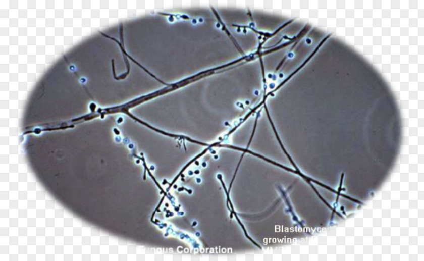 Microscope Blastomyces Dermatitidis Fungus Blastomycosis White Piedra Microscopy PNG