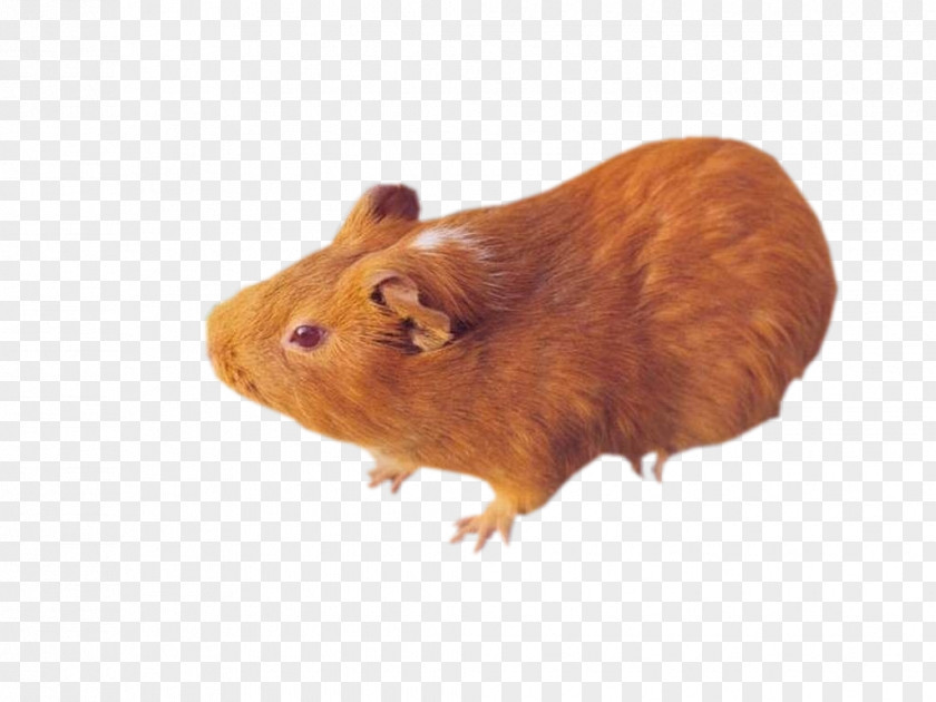 Rat Gerbil Guinea Pig Computer Mouse PNG