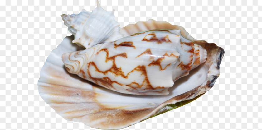 Seashell Mussel Scallop Food PNG
