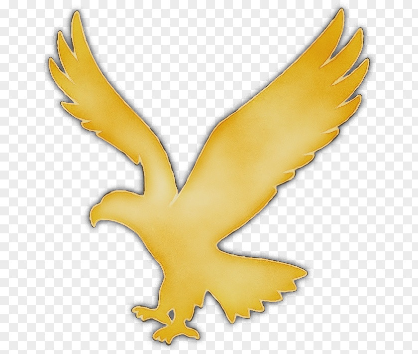Wing Yellow Beak Bird Golden Eagle PNG