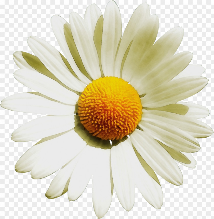 Yellow Camomile Daisy PNG