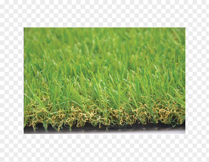 Book On The Grass Artificial Turf Grasses PNG