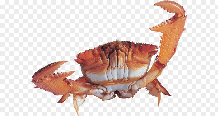 Crab Malacostracans PNG , crab clipart PNG