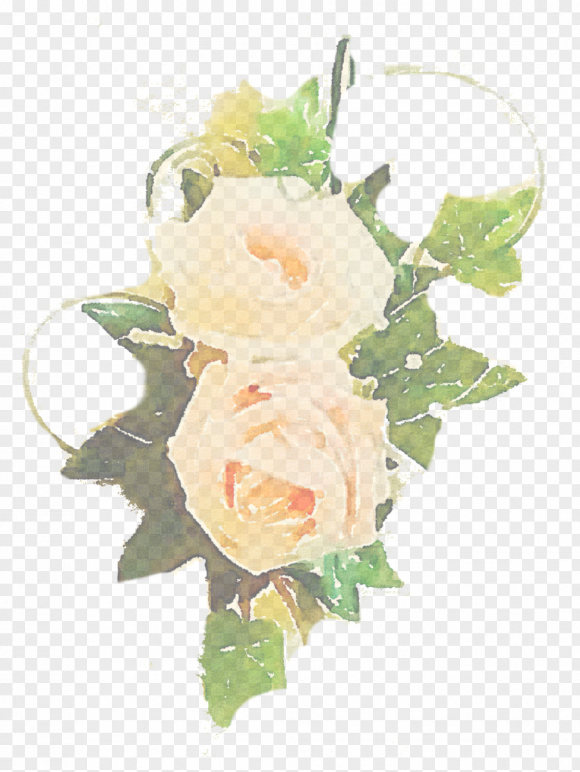 Flowering Plant Rose Family Garden Roses PNG