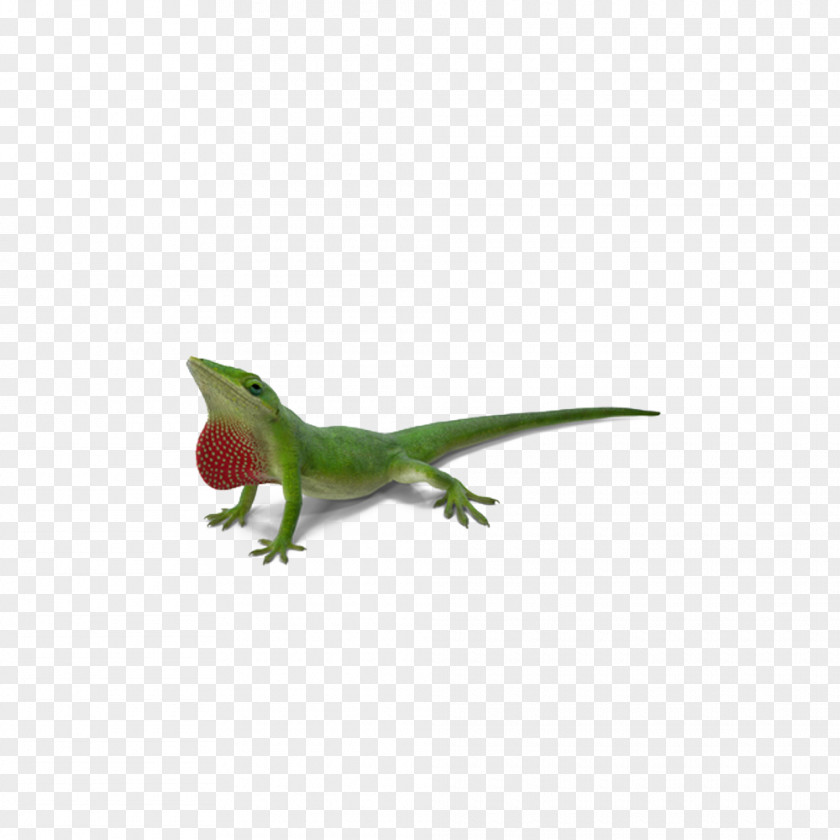 Lizard Chameleon Chameleons Reptile PNG