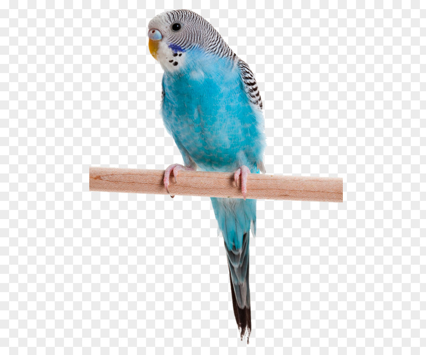 Parrot Birdcage Budgerigar Cockatiel PNG