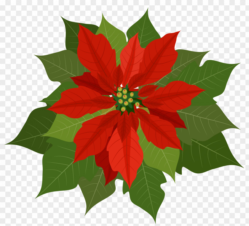 Poinsettia Cliparts Christmas Clip Art PNG