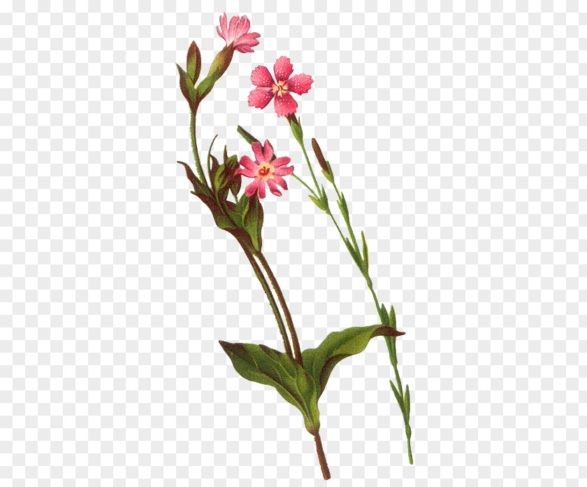 Background Material Bouquet Flower Floral Design PNG