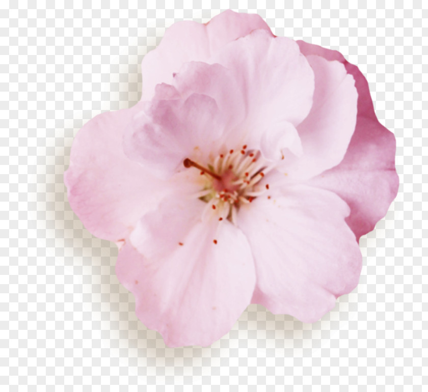 Cherry Blossom Azalea Rose Family Mallows PNG